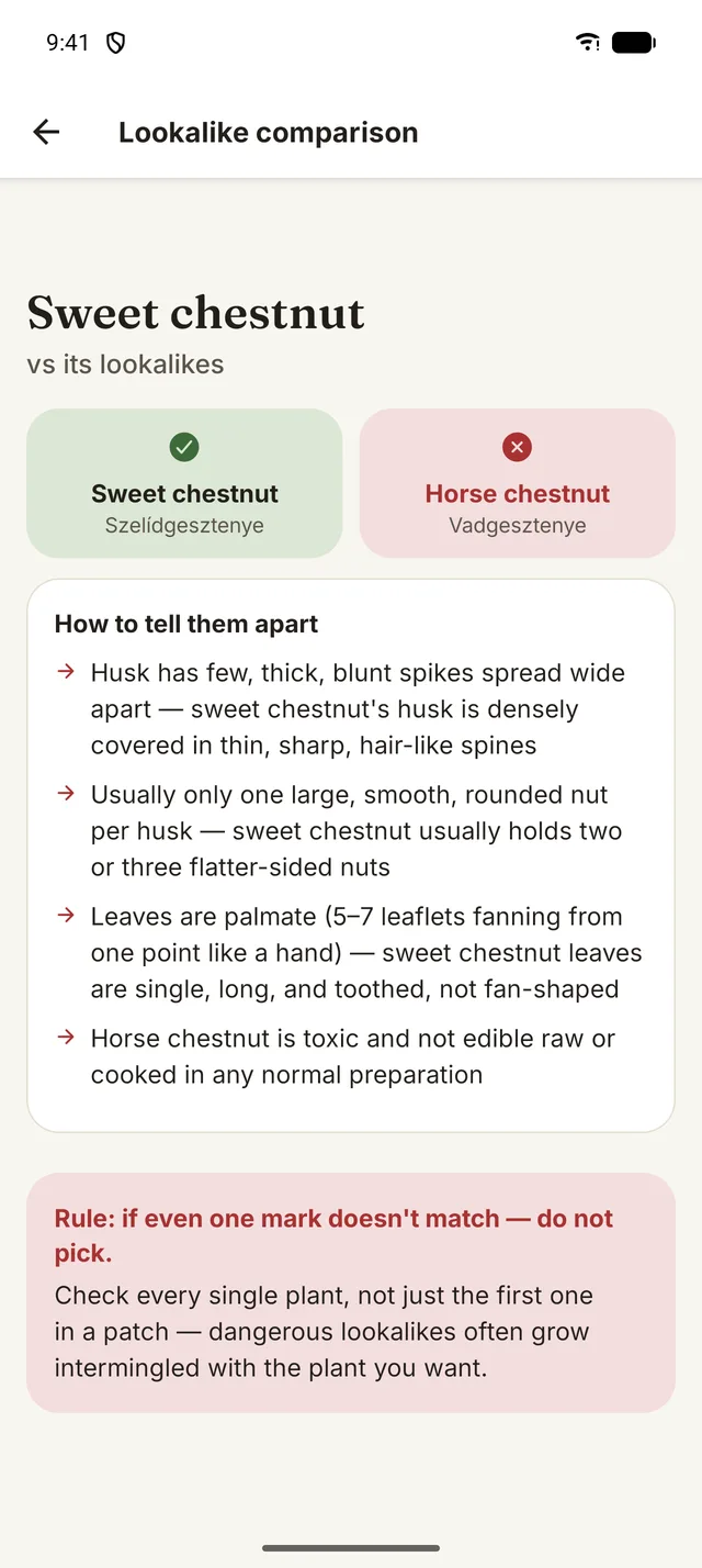 Lookalike comparison screen: sweet chestnut versus the toxic horse chestnut, with four marks that tell them apart and the rule: if even one mark doesn't match, do not pick.