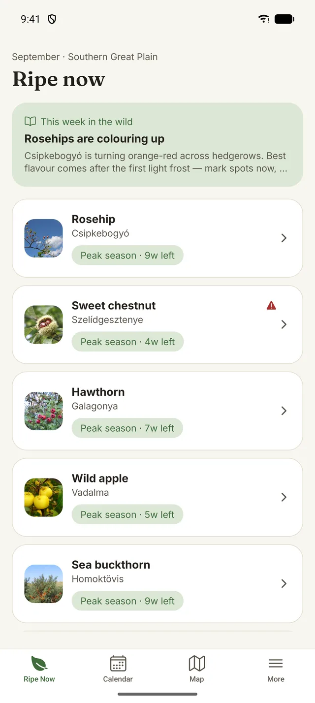 Szüret's Ripe now screen for the Southern Great Plain in September: rosehip, sweet chestnut with a lookalike warning, hawthorn, wild apple and sea buckthorn, each marked peak season with weeks left.
