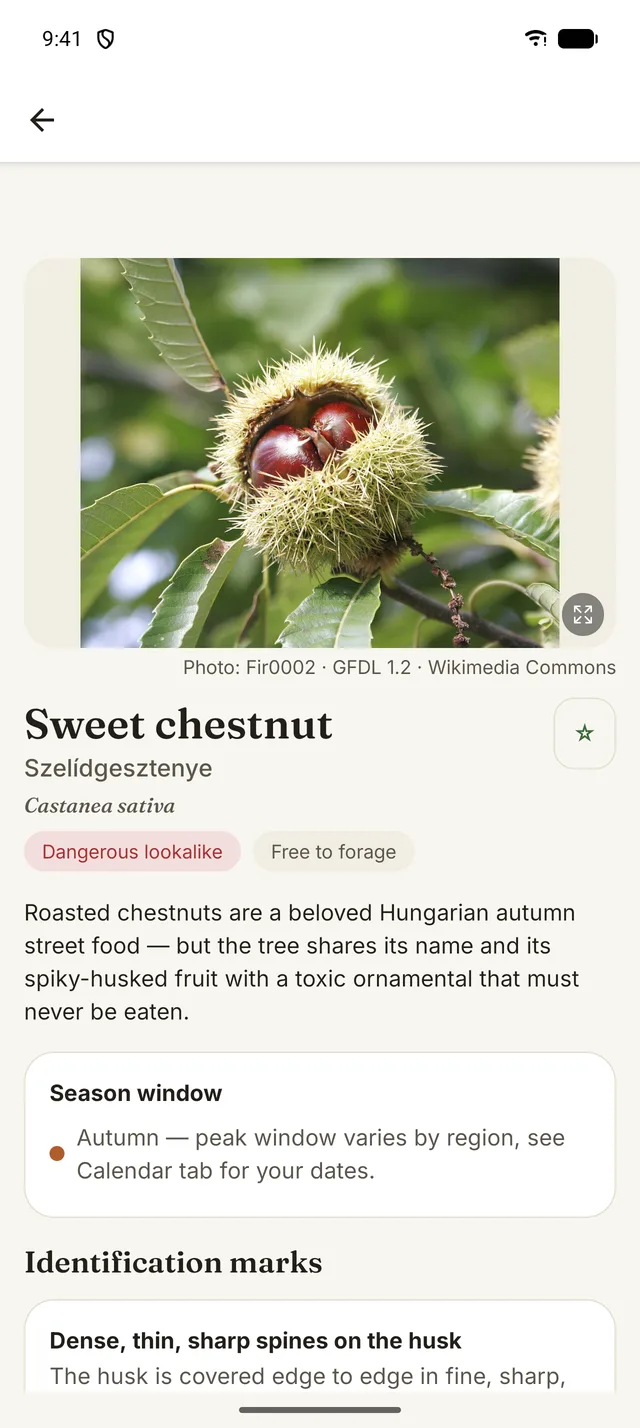Sweet chestnut species card with photo, names, dangerous-lookalike tag and season window.