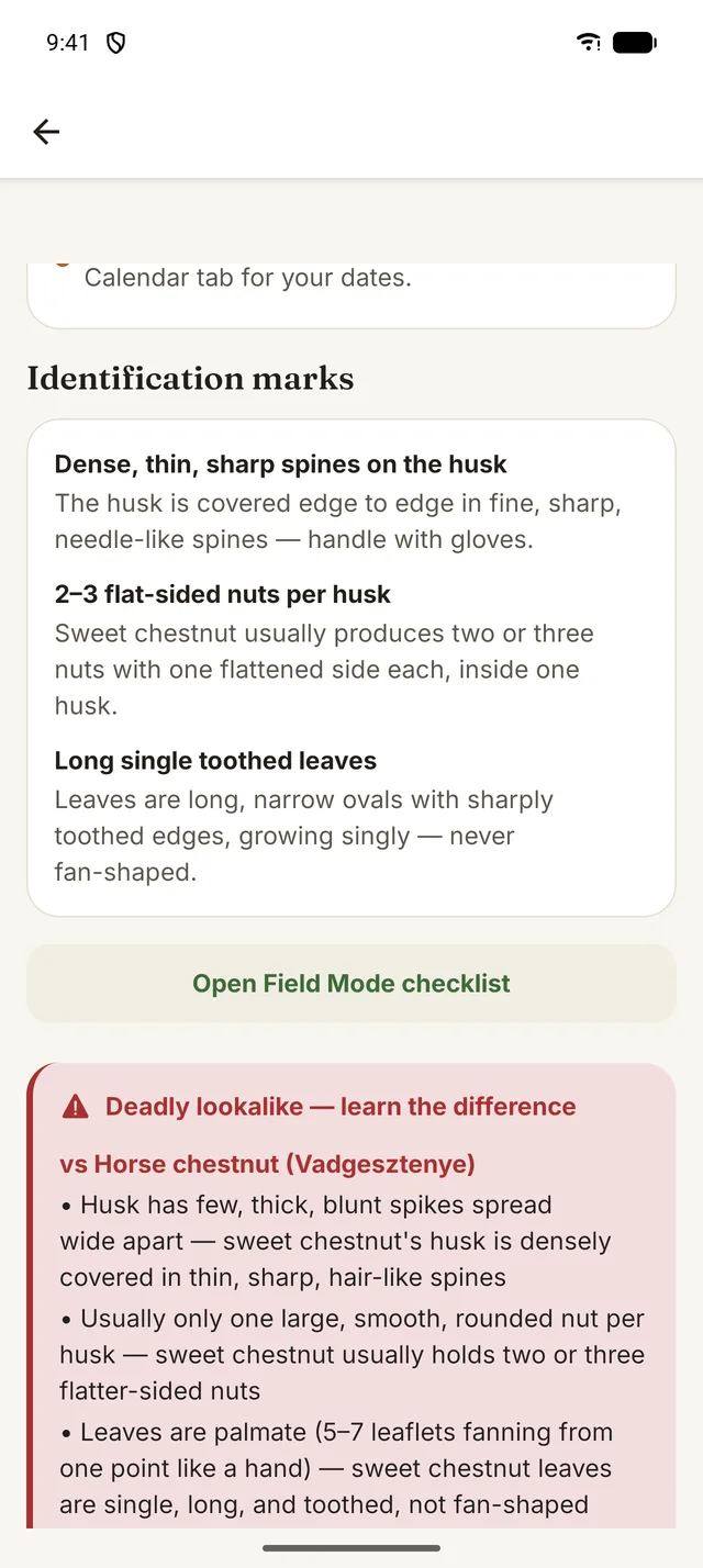 Identification marks for sweet chestnut and a deadly-lookalike warning for horse chestnut.