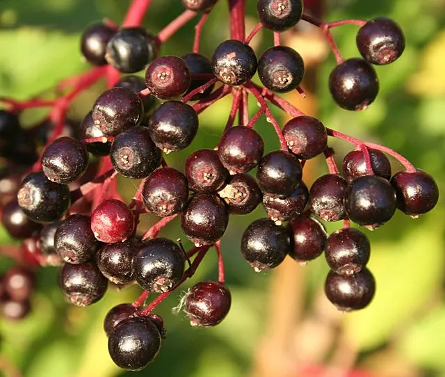 Elderberry (Sambucus nigra (berry))