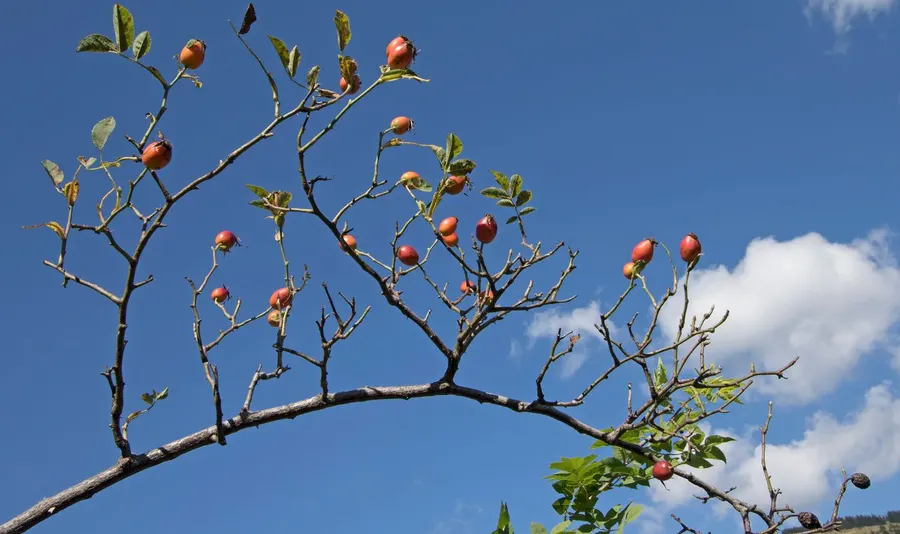 Rosehips on a dog-rose branch