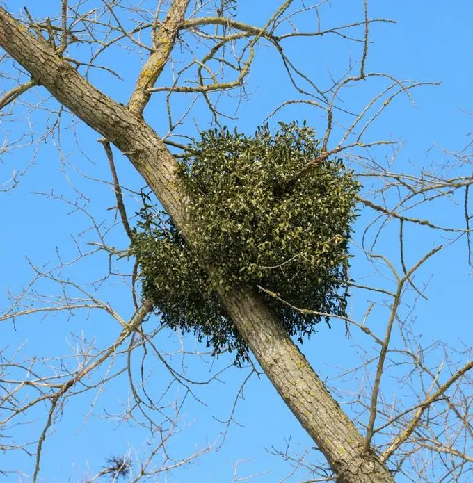 Mistletoe (Viscum album)