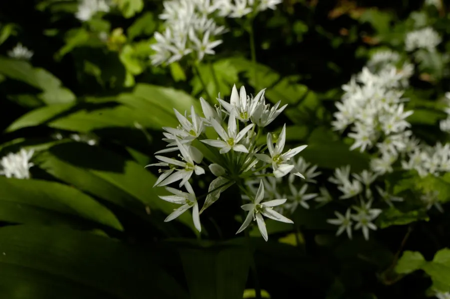 Wild garlic (Allium ursinum)